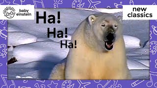 Animals of the Polar Regions | New Classics | Baby Einstein | Learning Show for Toddlers | Cartoons