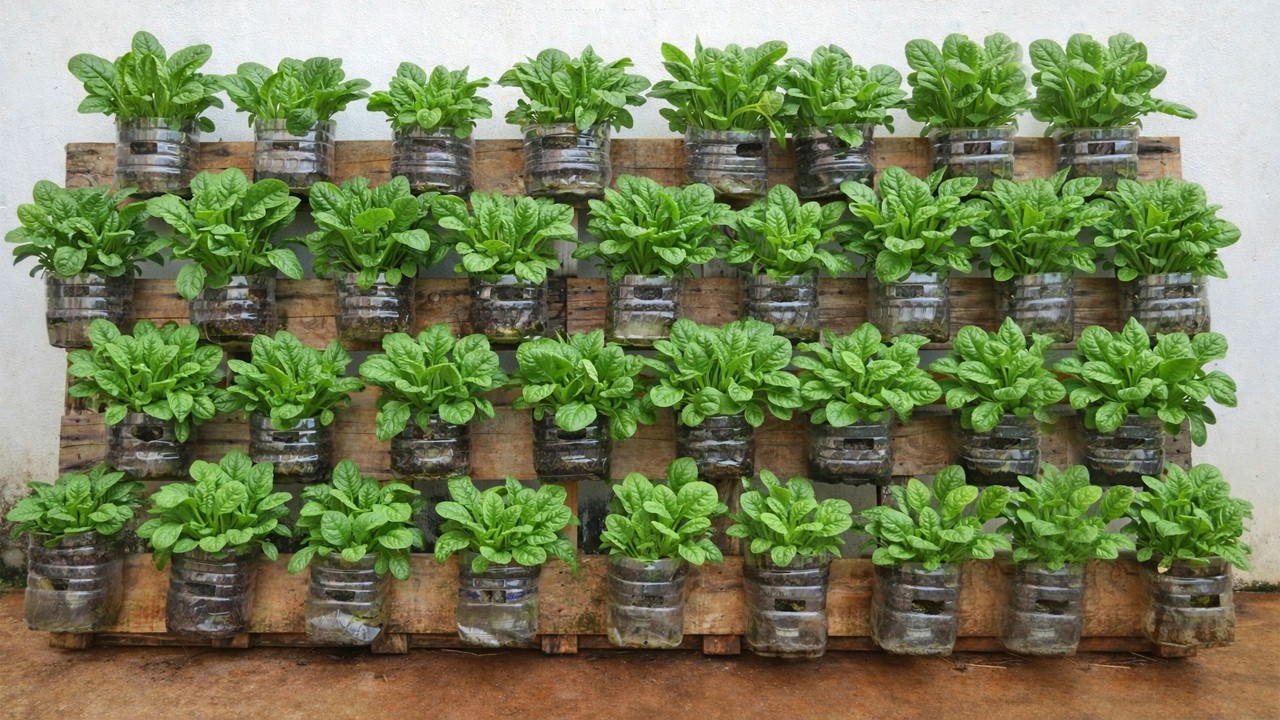Turn Trash Into Food — Spinach Grows Like Crazy!