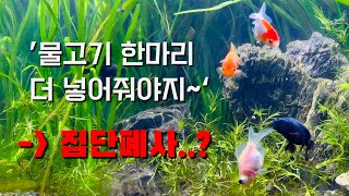 어항에 새로운 물고기를 넣으면 전멸할수 있는 이유(열대어, 구피, 테트라, 베타)