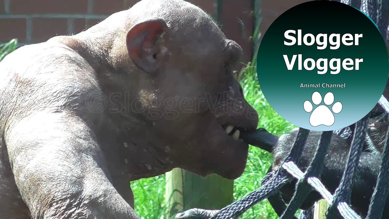 Cinder, the Hairless Chimpanzee | St. Louis Zoo, St. Louis 