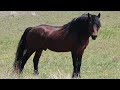 Мугалжар жылкысы