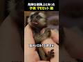 危険な道路上にいた子供のマーモセット猿