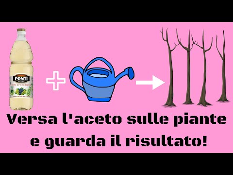 Video: Cosa sono le piante di erba acida: i benefici dell'acetosella gialla nei giardini