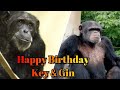 ケイとジンの誕生日、おめでとう！　多摩動物公園　チンパンジー