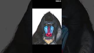 Mandrill speed draw