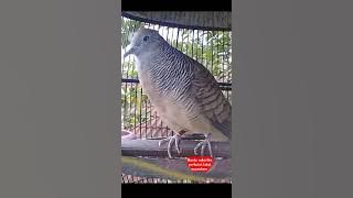 Masteran pikat perkutut lokal alam suara ngeplong 399