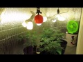 DIY CFL Cannabis Grow Room #1 DIY CFL Cannabis Grow Room #1