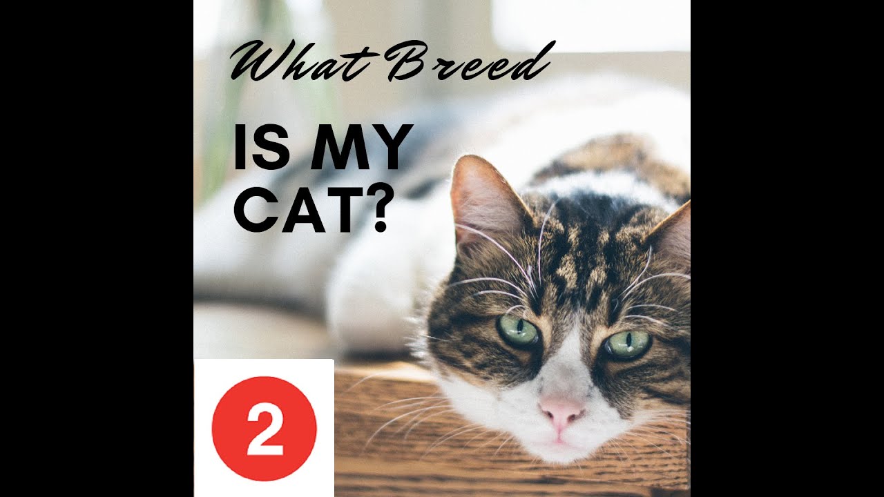 What breed is my CAT ? | PART 2 | Know your Cats | cat breeds | Entertainment channel