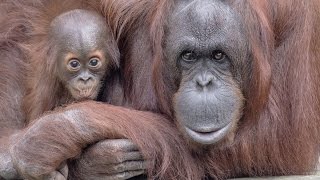 Little Baby Orangutans get Scared !