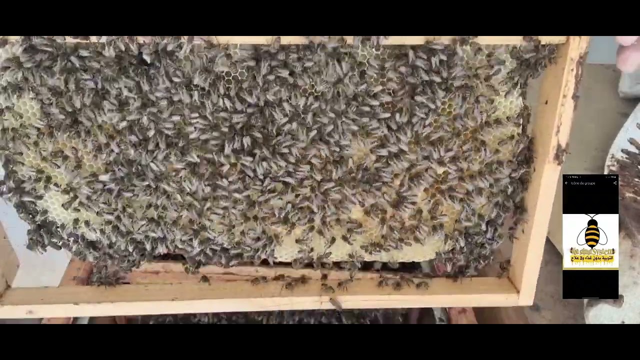 بناء طبيعي حر آخر الخريف .