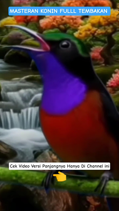 MASTERAN KONIN FULL TEMBAKAN - KOLIBRI NINJA GACOR FULL ISIAN - LEPTOCOMA SPERATA SUNBIRD CALLING