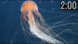2 Minute Countdown Timer (with Music) | Explore Magical Undersea with Jellyfish