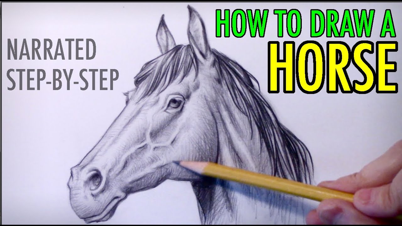 How-To-Draw-Horses  Horse drawings, Horse art drawing, Horse