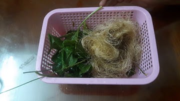 Bài thuốc từ cây mã đề râu ngô trị khó tiểu tiểu buốt!