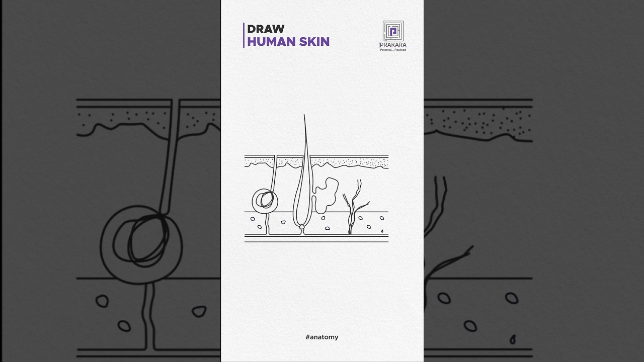 How to Draw a Human Skin Diagram in Under 60 Sec! 