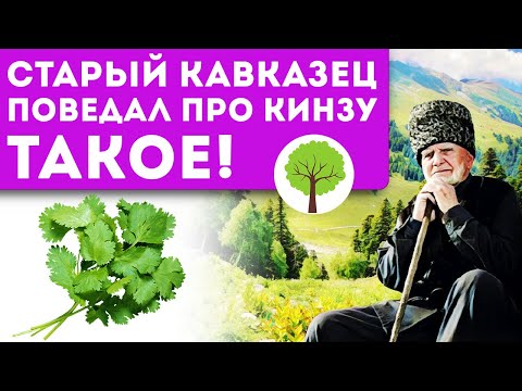 Видео: Острые растения кинзы - Ваша кинза на вкус как мыло