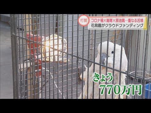 コロナ禍と厳寒のダブルパンチ クラウドファンディングで苦境脱出を 静岡 富士宮市の富士花鳥園 Youtube