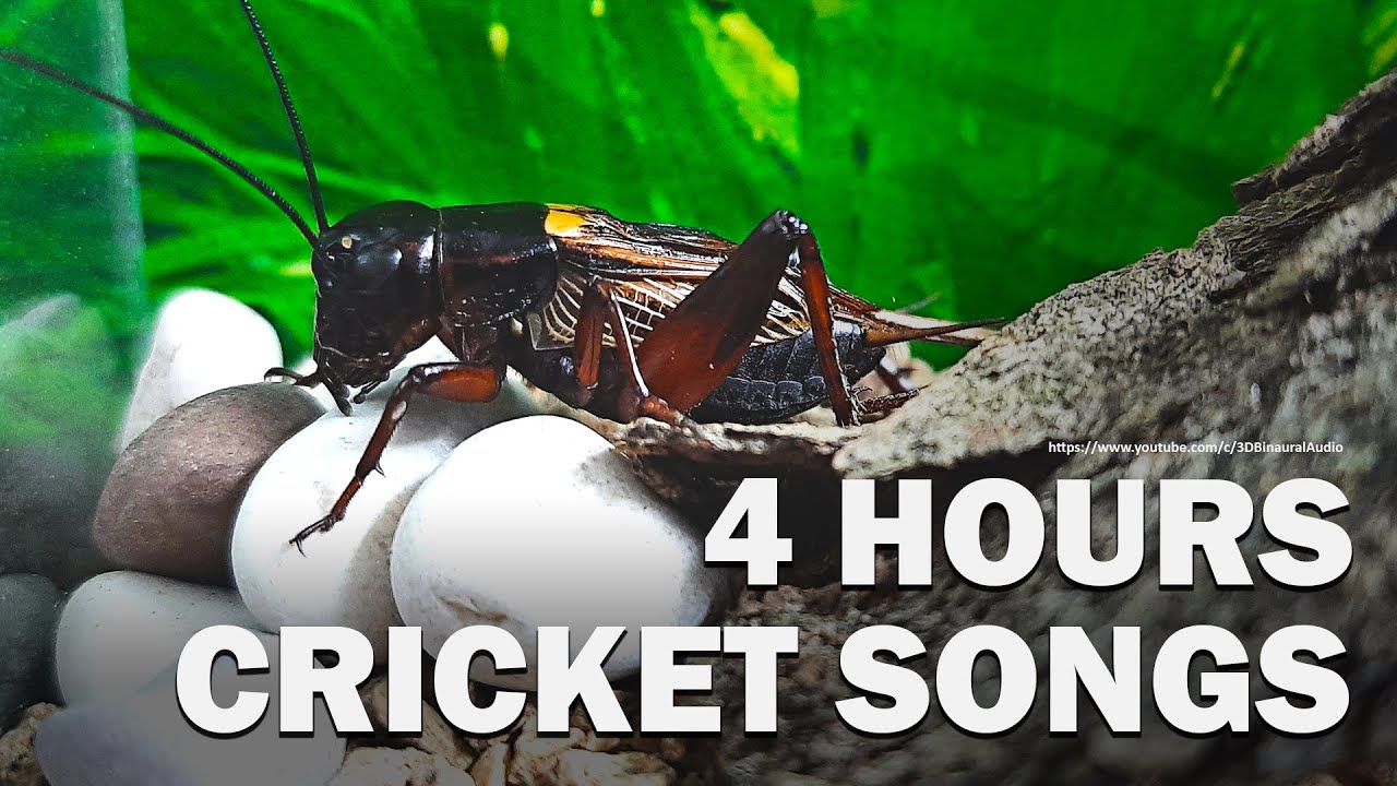 Crickets Sounds (Two Crickets) 4 hours 12 minutes Real Sound Effect