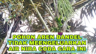 cara mengatasi pohon aren yang tidak mengeluarkan air nira