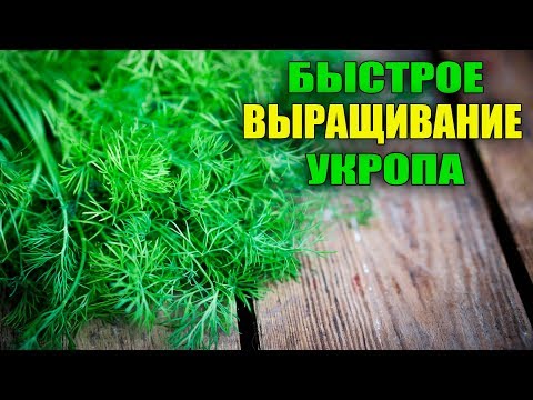 Video: Укроп Fomoz