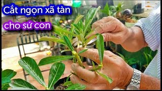 Kỹ thuật để hoa hồng ra nhiều nhánh mà không dùng thuốc kích thích