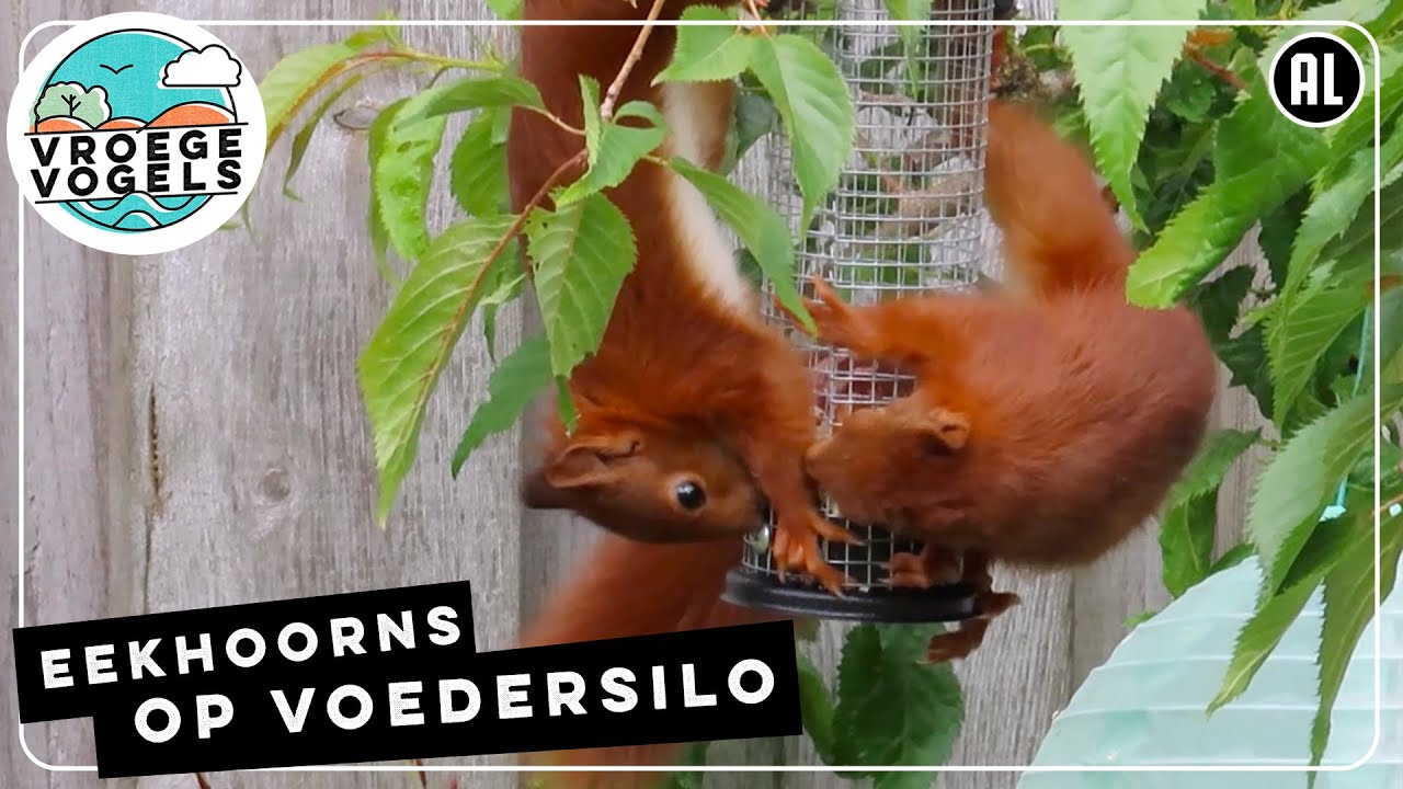 Eekhoorns snoepen samen van voedersilo Zelf Geschoten Vroege Vogels YouTube Eekhoorns snoepen samen van voedersilo Zelf Geschoten Vroege Vogels YouTube
