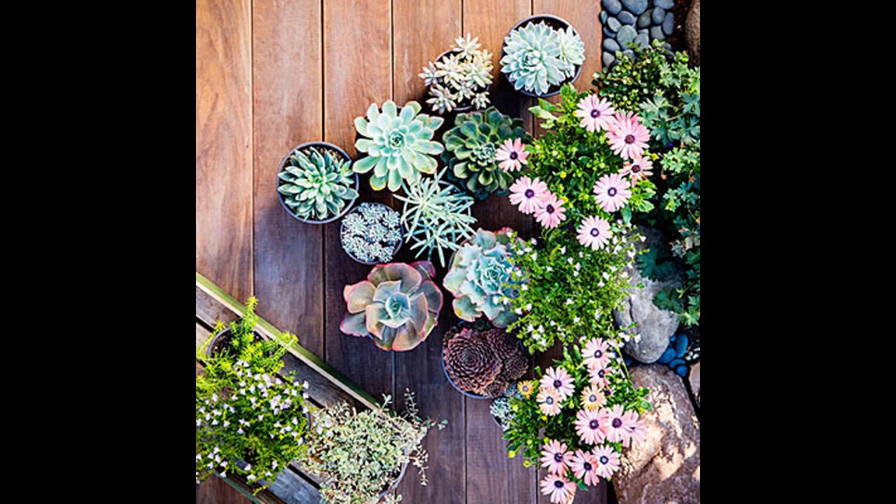 Amazing Garden Ideas With Succulents Youtube