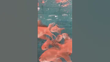 Shorts ماشي بنور الله 