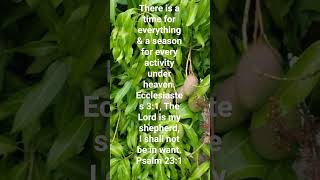 Jesus our good shepherd #gospelofhope #motivation #inspiration #gospelmessage