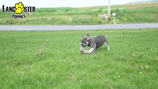 Happy French Bulldog Puppies by Lancaster Puppies 20 views 2 days ago 1 minute, 7 seconds