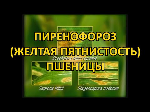 Видео: Транскриптомични промени в пшеницата по време на болестта петно (Pyrenophora Tritici-repentis)