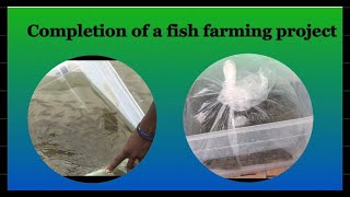 Stocking of fingerlings in an earth pond and project completion