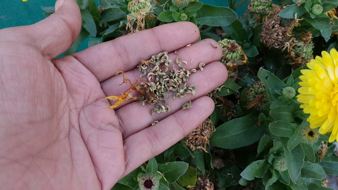 Collecting Calendula Seeds | Pot Marigold | Winter/Spring Flower - YouTube