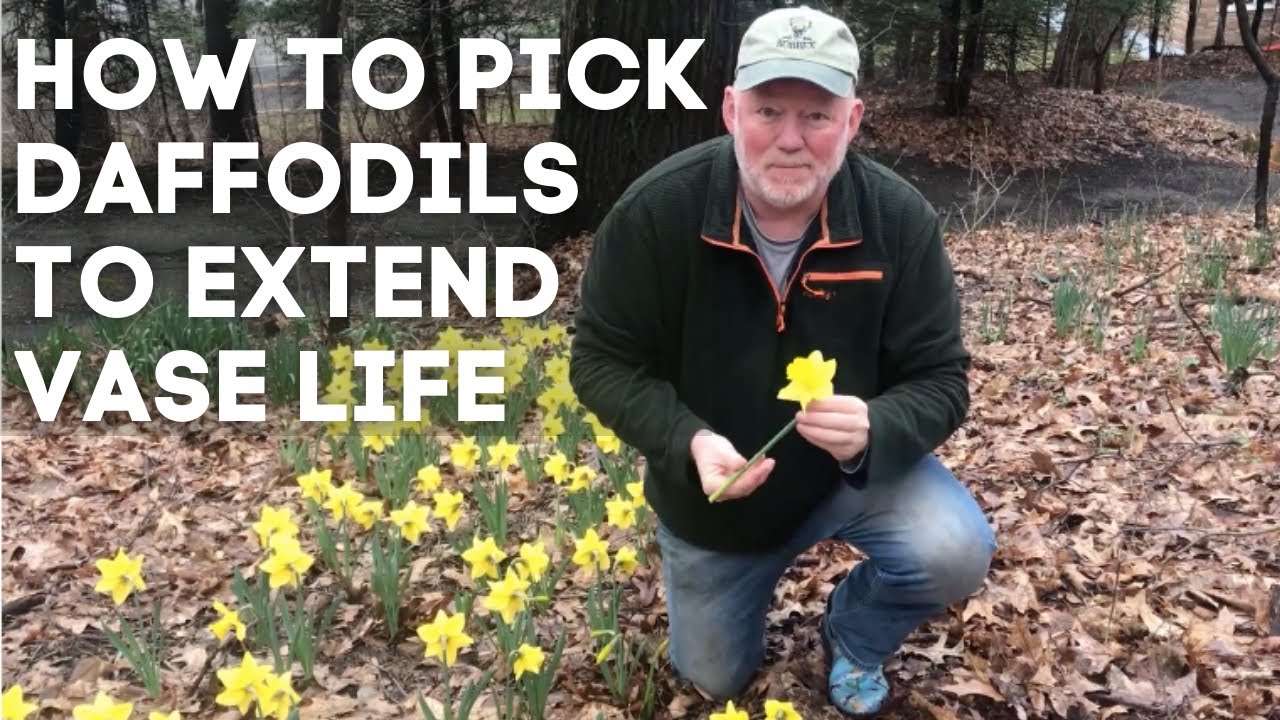 How to Pick Daffodils to Extend Vase Life Pick Daffodils the Right