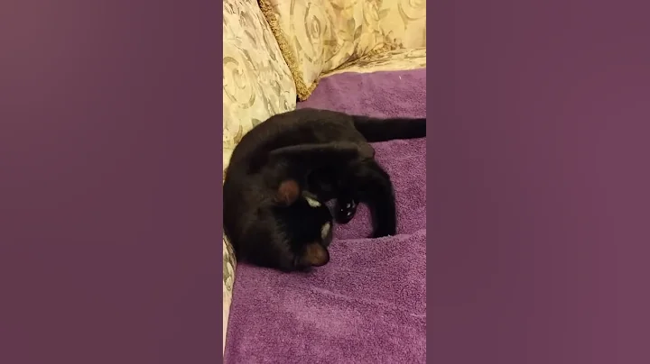 When your cat tries to fight himself