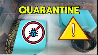 How to set up a quarantine tub for a ball python. TY Ryan Cancel @RC Reptiles for this lovely lady!!