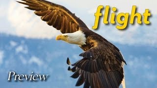 Flight The Genius of Birds Trailer Guideposts