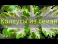 Coleus seeds|Колеусы из семян.Обзор🌱