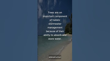 What role do #trees play in #holistic stormwater management? #shorts