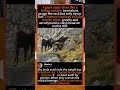 Giant Eagle Fails to Hunt Chamois on Cliff! 🐐 #Eagle #Wildlife
