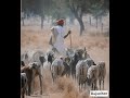 Rajasthan Song Marwadi Life