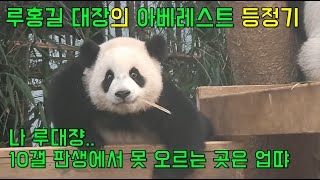 루홍길 대장의 호기심 탐험 / 루이바오 /후이바오 / 아이바오 / 러바오 / 판다월드 / 바오패밀리