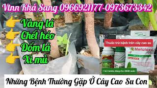 Làm thế nào để phòng ngừa bệnh chết héo, vàng lá trên cây cao su mới trồng 