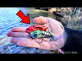 Fishing With The Brand New Biospawn Rattle Bot (Insane Catches!)