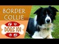 Dogs 101 - BORDER COLLIE - Top Dog Facts About the BORDER COLLIE の動画、YouTube動画。