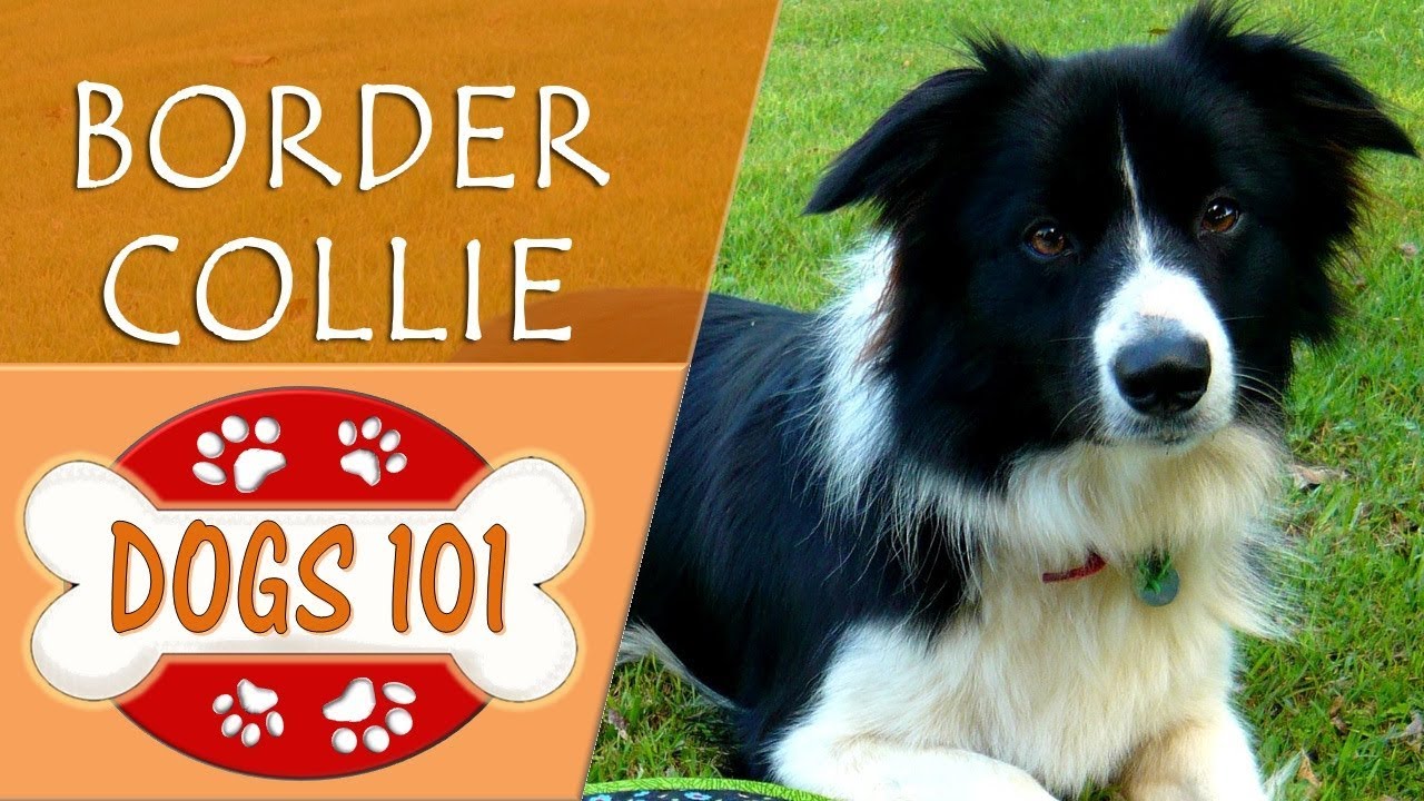 Border Collies - Temperament, Facts, Dog Tricks and Shows