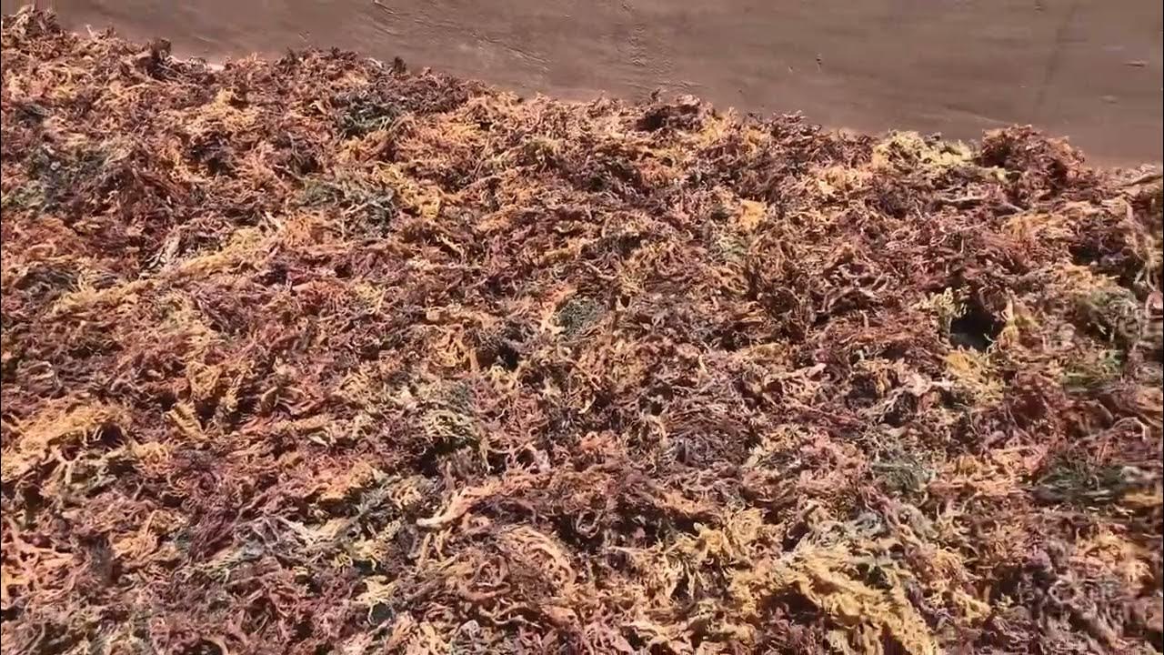 Sea moss Africa. Sea moss Benefit. Sea moss gal. Sea moss Whosale, sea