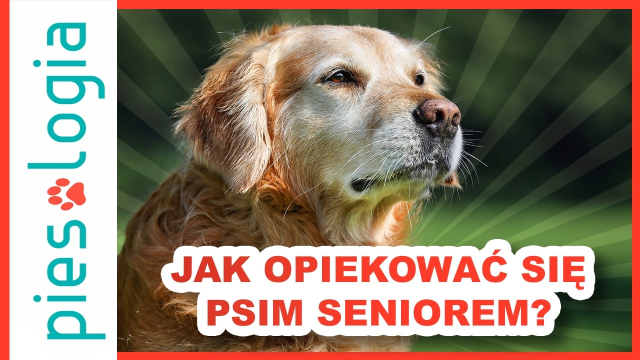 Opieka nad psim seniorem – jak wspierać starszego psa?