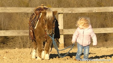 Coco***For info, price, etc., go to our website: ValleyViewRanch.net***