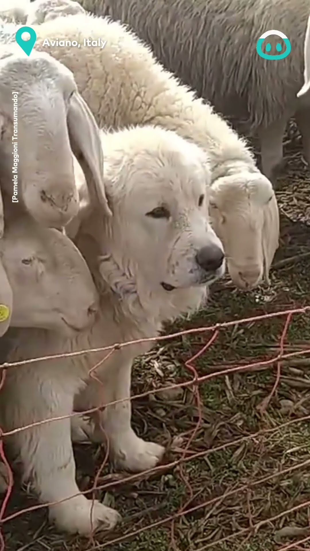 Camouflaged Sheepdog || ViralHog